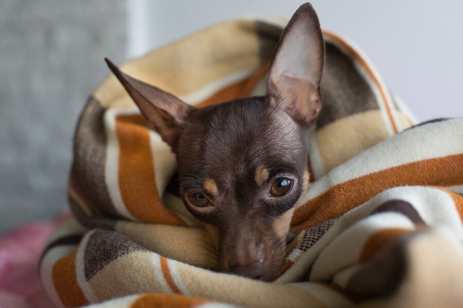 寒さに弱い犬種と防寒対策。犬の体感温度に関わる4つの要素とは？