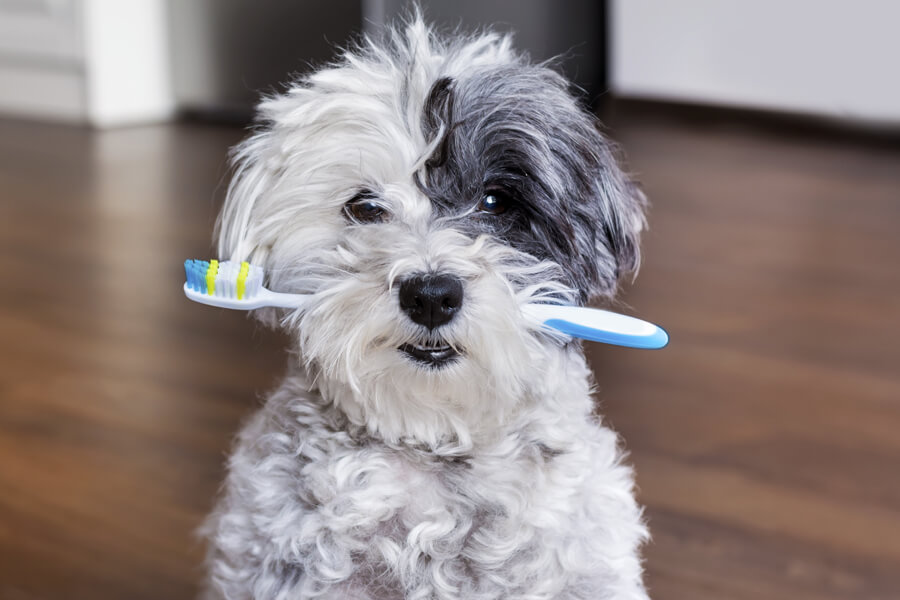 歯を清潔に保つために。自宅でできる愛犬の歯磨き方法とコツまとめ！