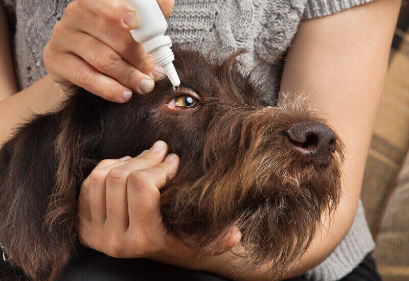 愛犬の目の中にゴミが入ってしまっている場合の対処法 わんこラボ