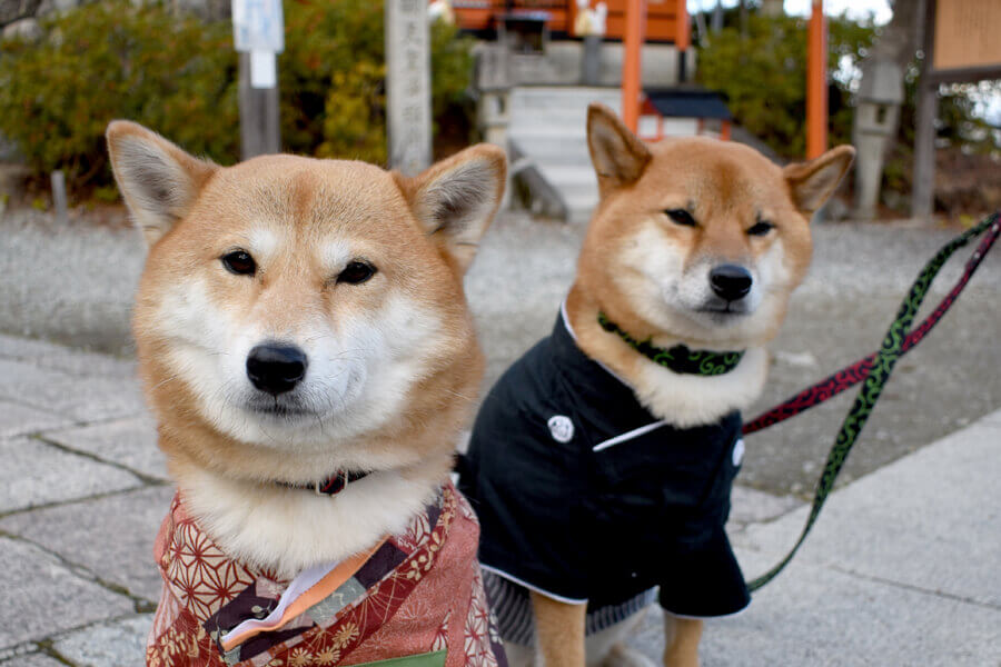 愛犬と一緒に初詣に行こう！犬同伴OKな神社、お寺一覧と犬連れ初詣の注意点