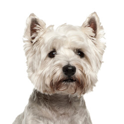 ウエストハイランドホワイトテリア