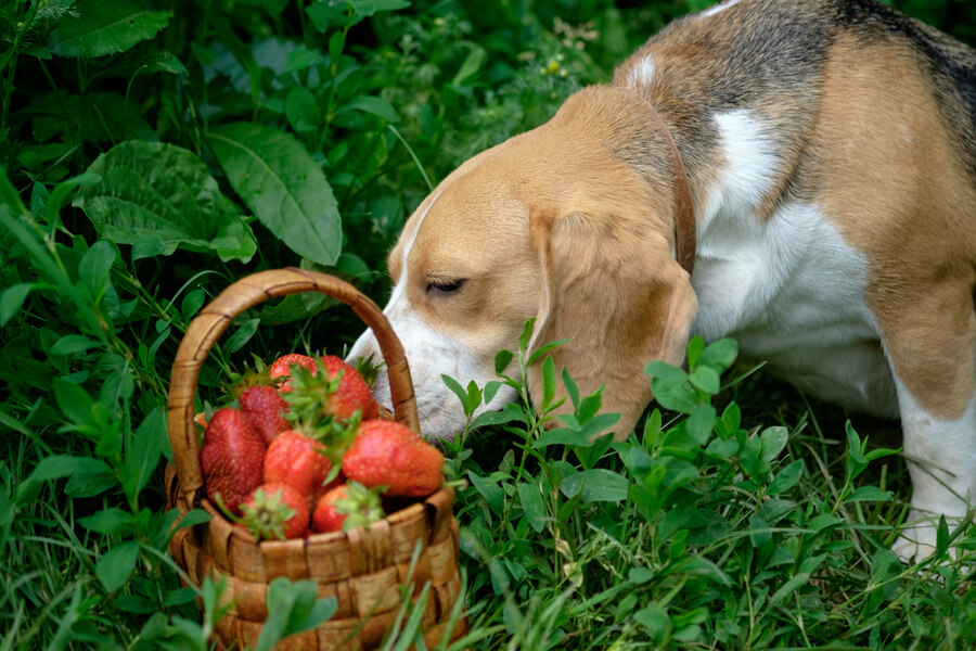 犬はいちごを食べても大丈夫？メリットや適量、与える際の注意点