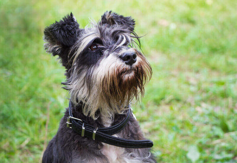 犬はいちごを食べても大丈夫 いちごを与えるメリットと注意点 わんこラボ