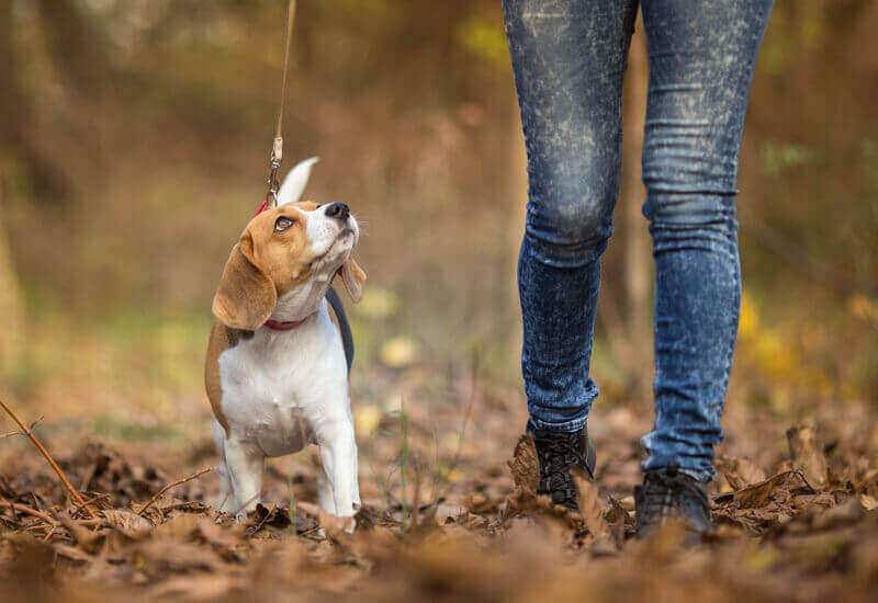 愛犬の散歩 拾い食いをやめさせる方法とトレーニング前の3つの準備 わんこラボ