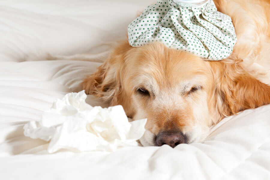 インフルエンザは犬にもうつる？犬インフルエンザの症状や予防法