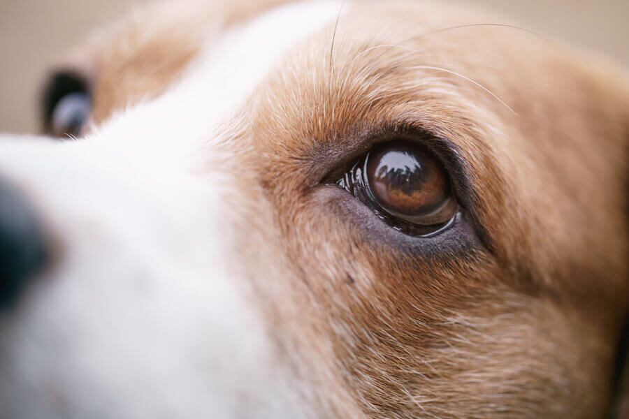 犬の白内障ってどんな病気？原因や症状、治療法や予防方法について