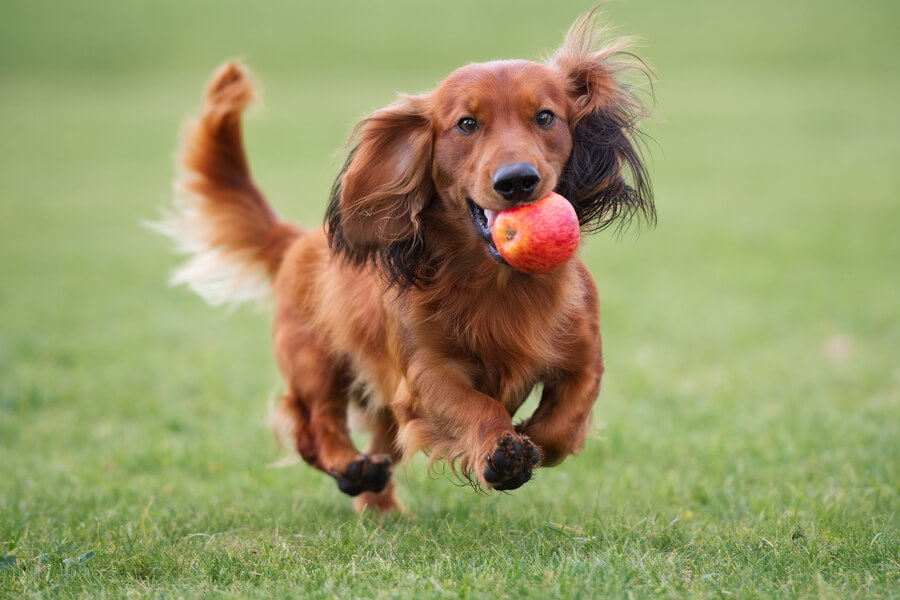 犬はりんごを食べても大丈夫？メリットや適量、与える際の注意点