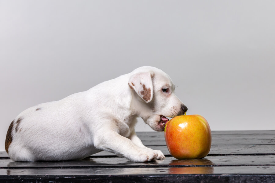 犬はりんごを食べても大丈夫 メリットや適量 与える際の注意点 わんこラボ