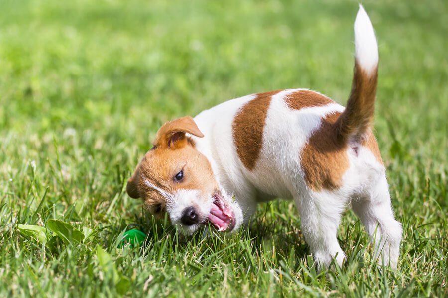 犬のしっぽの形は種類が豊富 16のタイプと代表的な犬種について わんこラボ