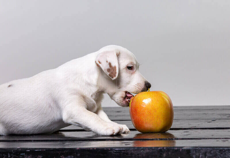 犬はりんごを食べても大丈夫 りんごを与えるメリットと注意点 わんこラボ