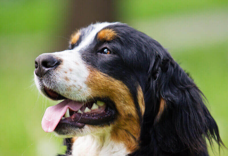 犬はりんごを食べても大丈夫 りんごを与えるメリットと注意点 わんこラボ