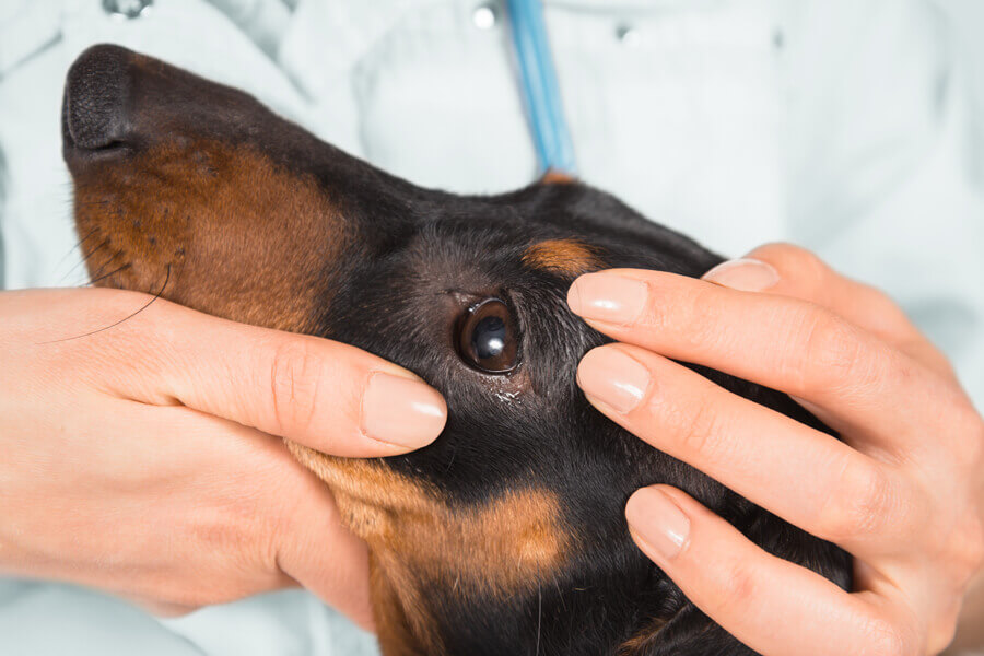 高齢犬に多い白内障の原因や症状について解説 治療や白内障の予防方法とは わんこラボ