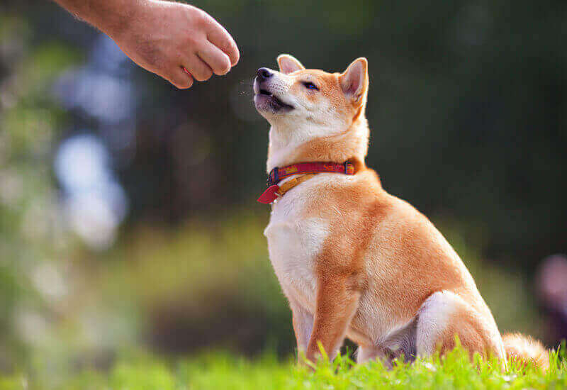 アジリティーはどんな犬種でも楽しめる 練習に必要な道具やおすすめの体験施設をご紹介 わんこラボ