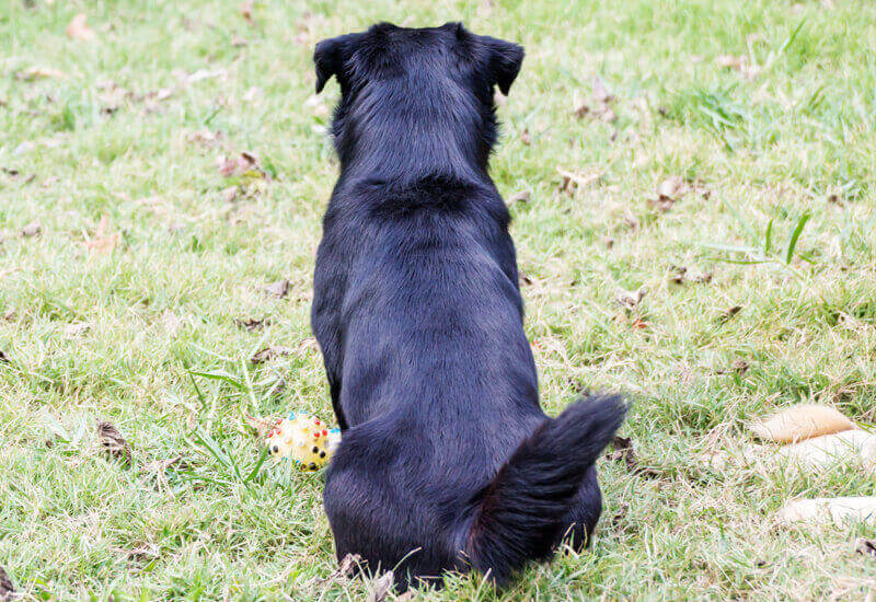 犬のしっぽの形は種類が豊富 愛犬の尻尾はどのタイプ 代表的な犬種をご紹介 わんこラボ