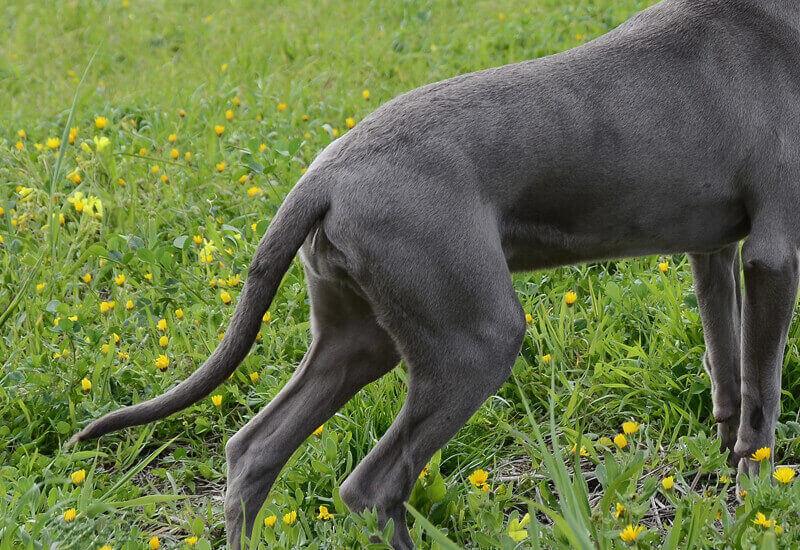 犬のしっぽの形は種類が豊富 愛犬の尻尾はどのタイプ 代表的な犬種をご紹介 わんこラボ