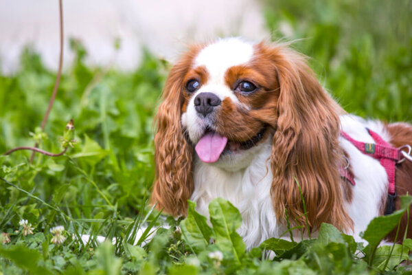 犬の発情期の季節は春と秋が多い？犬の発情サイクルとオスとメスの反応｜わんこラボ