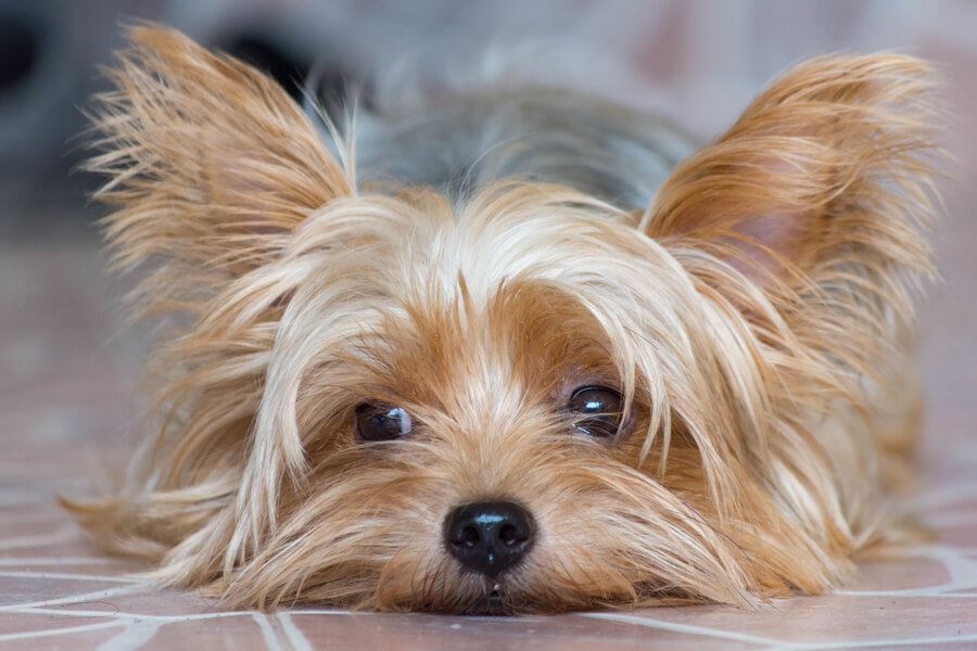 犬のノミダニ対策まとめ 正しい知識を持って愛犬をノミ ダニから守ろう わんこラボ