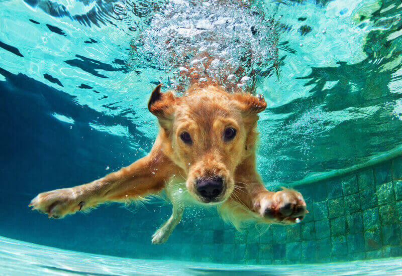 犬と遊べるスポット10選 関東近郊編 休日は愛犬と思いっきり楽しもう わんこラボ