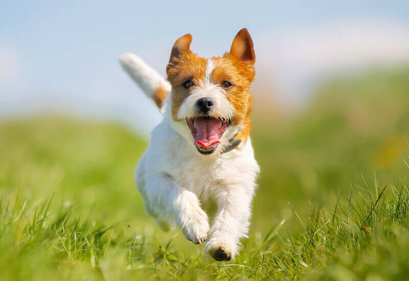 犬と遊べるスポット6選 東京都内編 休日は愛犬と思いっきり楽しもう わんこラボ