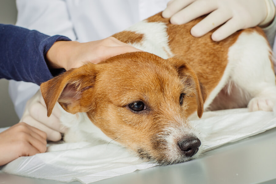 狂犬病予防接種徹底ガイド！注射の時期や費用、注射の副作用や注意点について わんこラボ