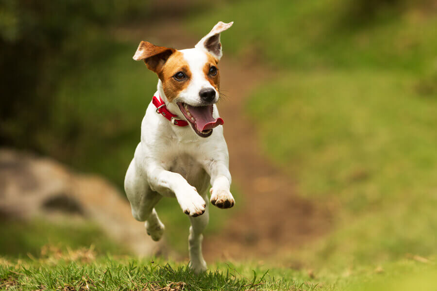 ディスクドッグに向いている犬種は フリスビーの投げ方や愛犬への教え方 わんこラボ