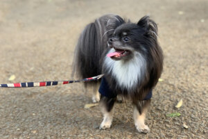 愛犬の散歩、首輪とハーネスどっちが良い?違いやメリット・デメリット