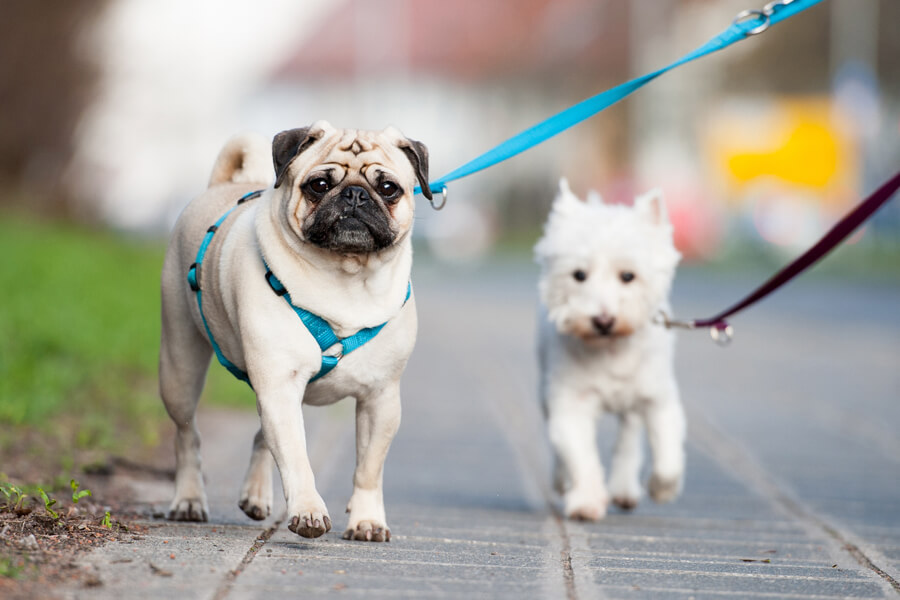 愛犬の散歩 首輪とハーネスどっちが良い 違いやメリット デメリット わんこラボ