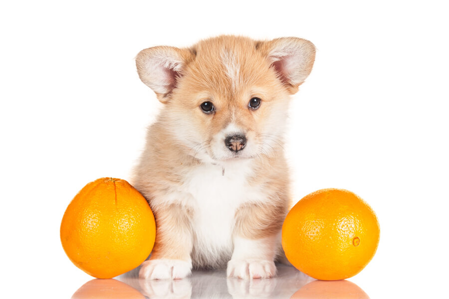 犬は柑橘類を食べても大丈夫？みかんやグレープフルーツなどを与えるメリットと注意点