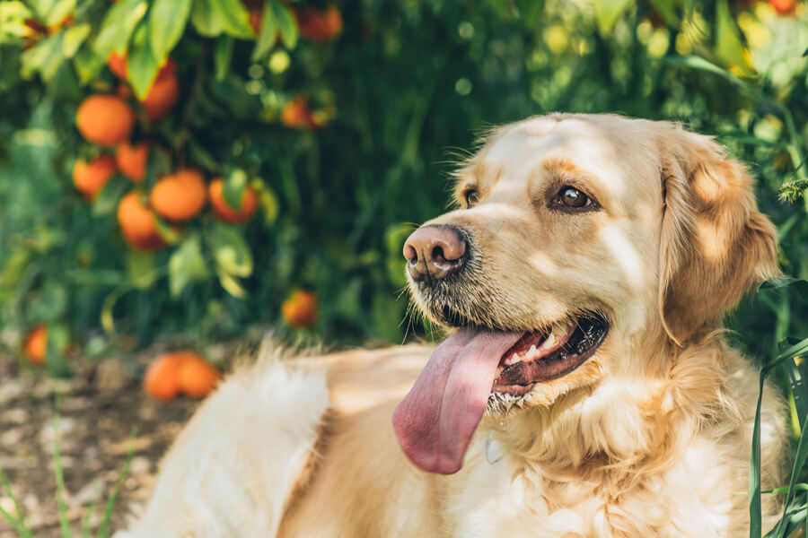 犬は柑橘類を食べても大丈夫 みかんやグレープフルーツなどを与えるメリットと注意点 わんこラボ
