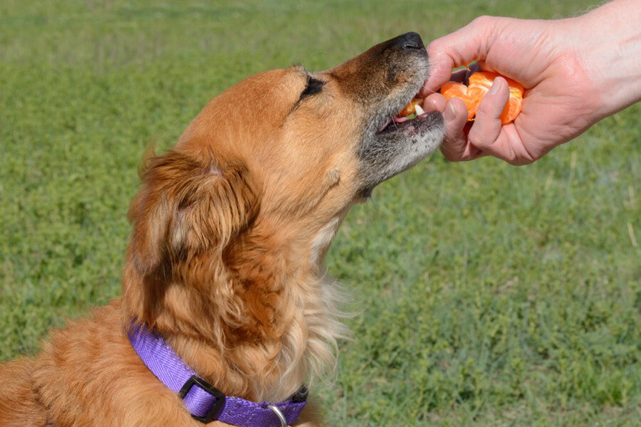 犬は柑橘類を食べても大丈夫 みかんやグレープフルーツなどを与えるメリットと注意点 わんこラボ