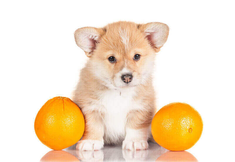 犬は柑橘類を食べても大丈夫 みかんやグレープフルーツなどを犬に与えるメリットと注意点 わんこラボ