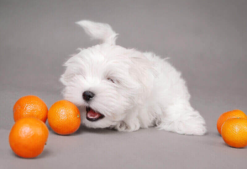 犬は柑橘類を食べても大丈夫 みかんやグレープフルーツなどを犬に与えるメリットと注意点 わんこラボ