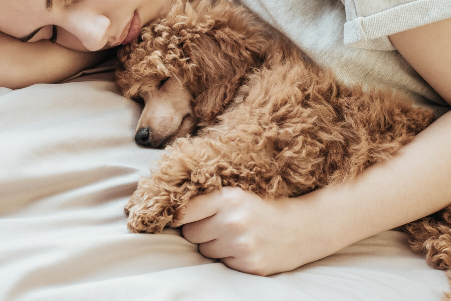 犬が寝る位置で分かる飼い主さんとの信頼度 足元で寝る理由とは わんこラボ