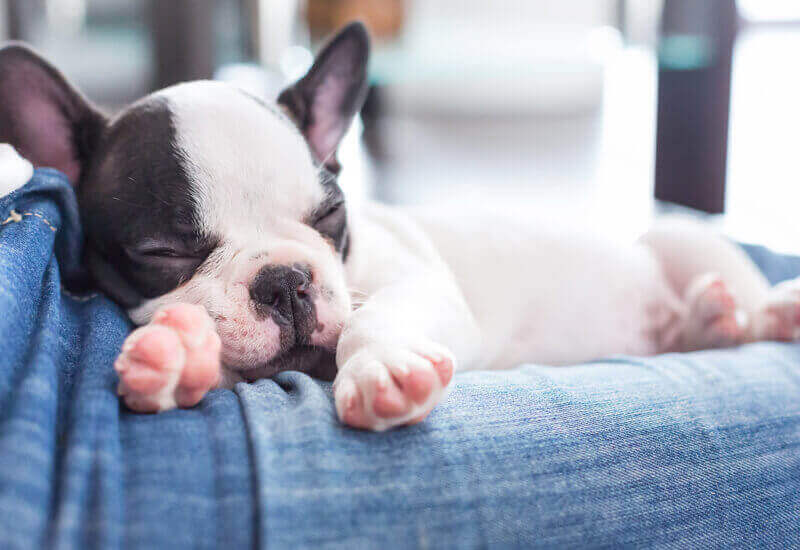 犬の習性 愛犬が飼い主の足元で寝るときの心理とは 犬が寝る位置で分かる愛犬との信頼度 わんこラボ
