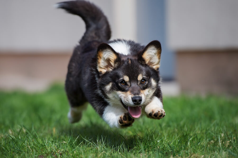 犬の視覚の話 愛犬の目にうつっている世界はどんなもの わんこラボ