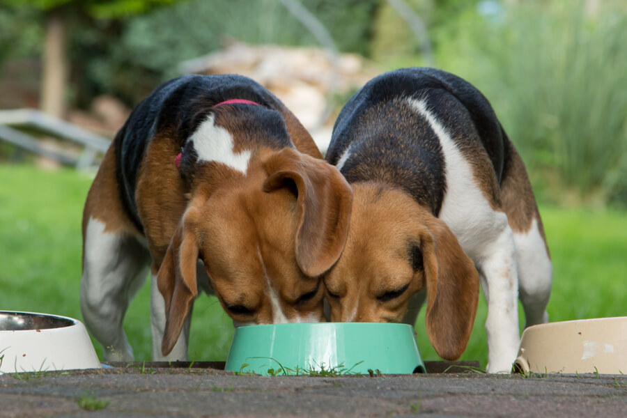 愛犬の「噛まずに食べる」丸飲み癖には要注意！犬の消化能力と対処法