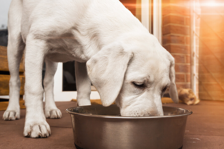 愛犬の 噛まずに食べる 丸飲み癖には要注意 犬の消化能力と対処法 わんこラボ