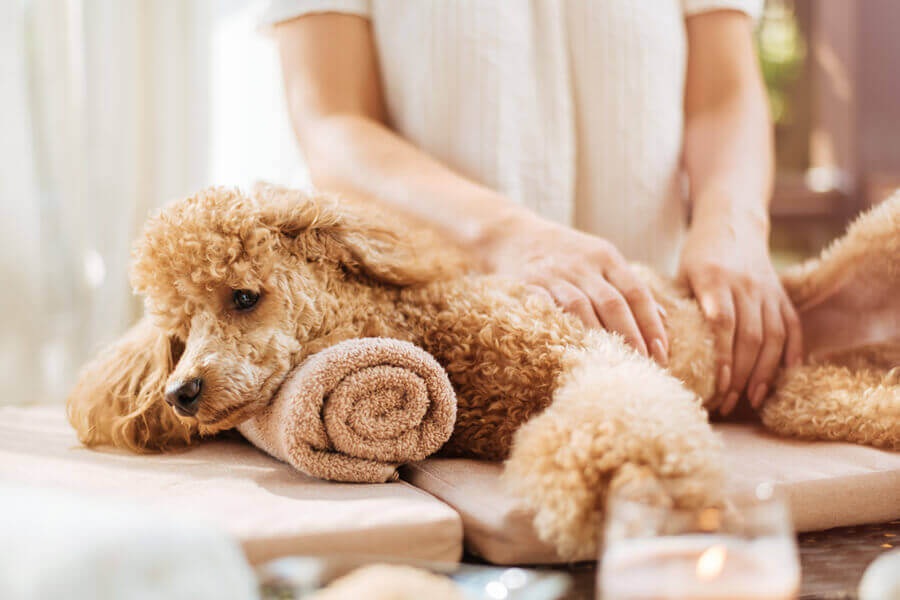 毎日大好きな犬たちに囲まれたい わんこに関わる仕事の種類と資格について わんこラボ