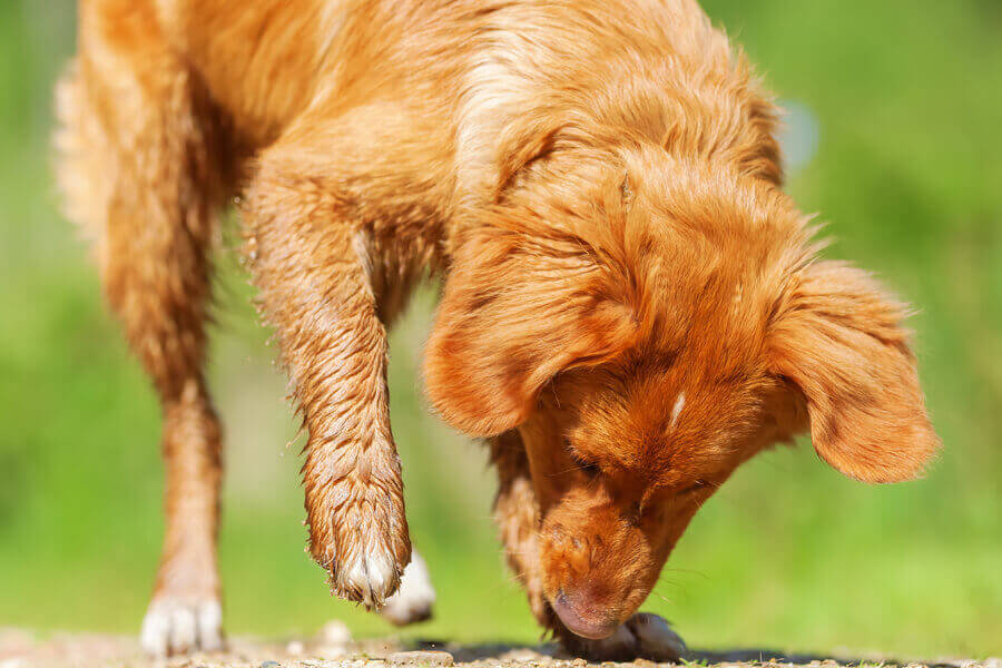 なぜ犬はあんなに鼻が良いの？犬の嗅覚の仕組みや人間との違いとは