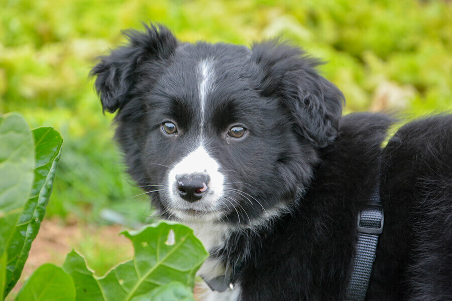 犬はキャベツを食べても大丈夫 キャベツを犬に与えるメリットと注意点 わんこラボ