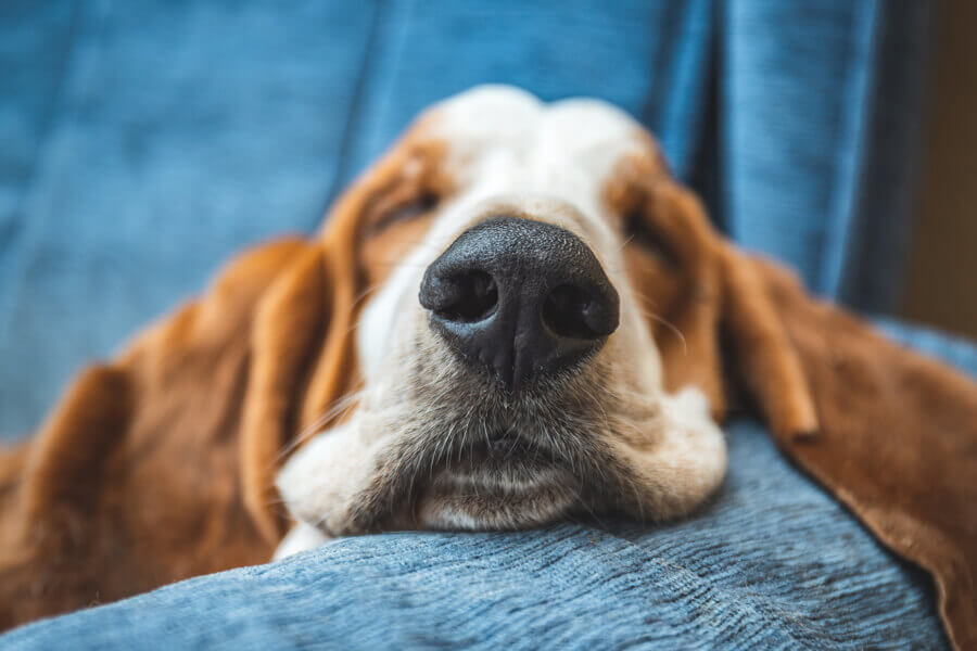 犬が飼い主の足の間で寝る理由は 寝相で分かる犬の心理もご紹介 わんこラボ