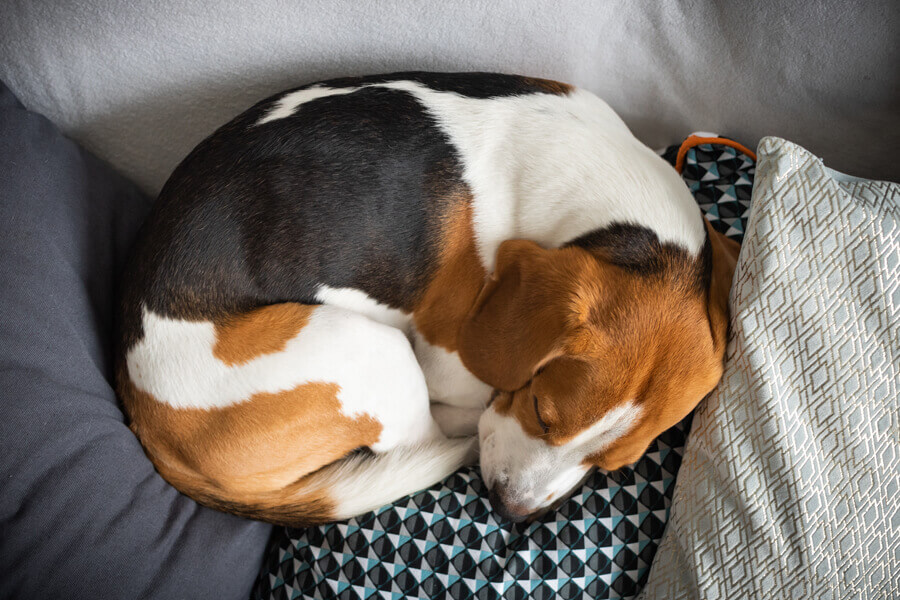 犬が飼い主の足の間で寝る理由は 寝相で分かる犬の心理もご紹介 わんこラボ