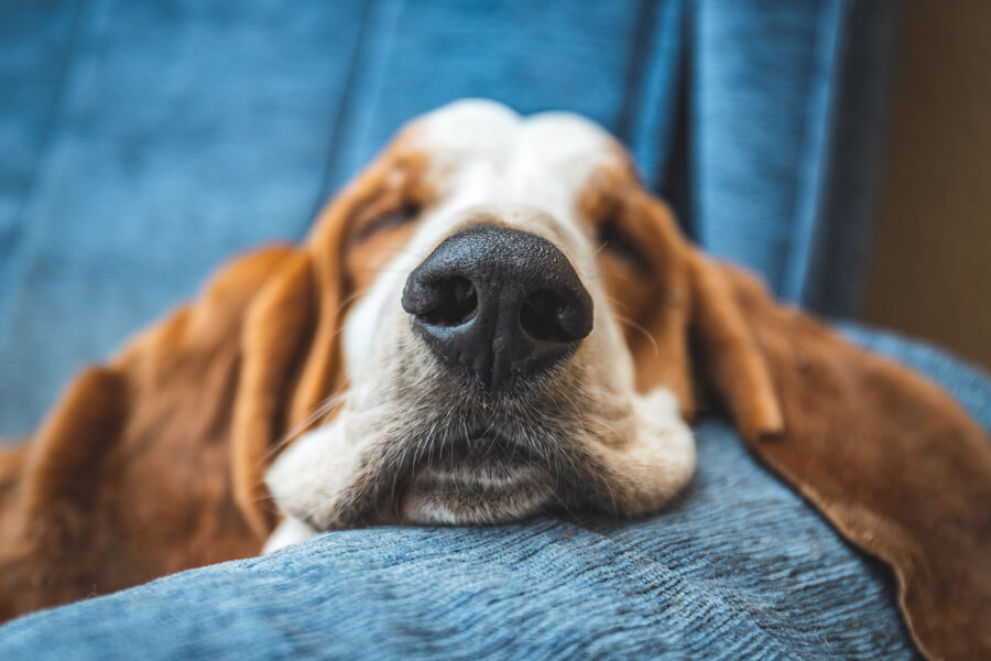 犬が飼い主の足の間で寝る理由は 寝相で分かる犬の心理もご紹介 わんこラボ