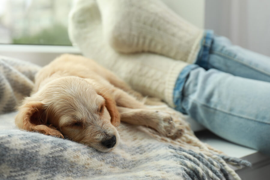 犬が飼い主の足の間で寝る理由は 寝相で分かる犬の心理もご紹介 わんこラボ