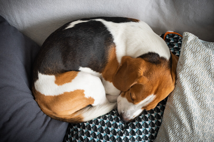 犬が飼い主の足の間で寝る理由は 寝相で分かる犬の心理もご紹介 わんこラボ