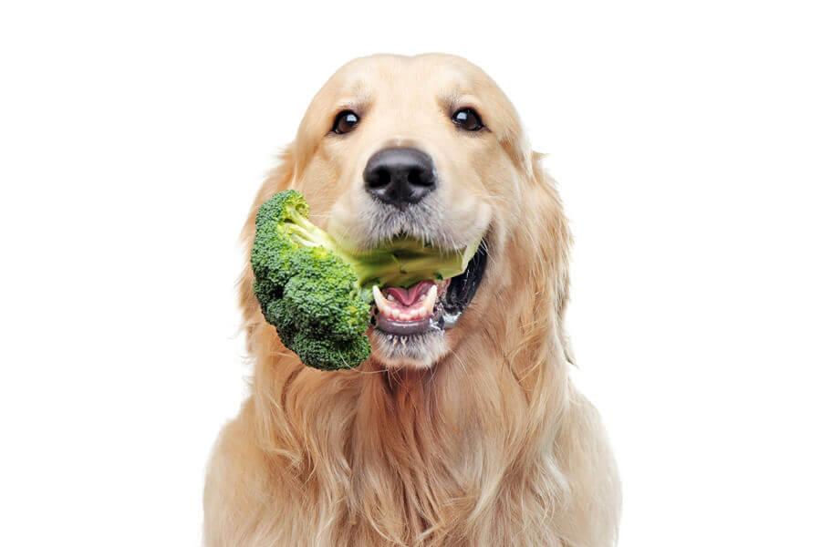 犬はブロッコリーを食べても大丈夫 犬にブロッコリーを与えるメリットと注意点 わんこラボ
