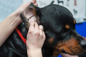 犬の外耳炎ってどんな病気?原因や症状、治療法や治療にかかる費用、予防方法は?