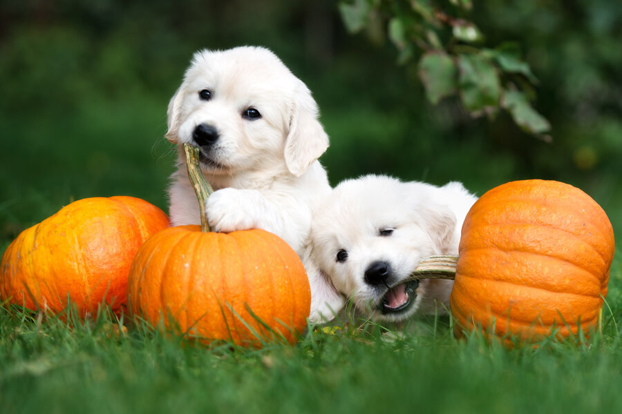 犬はかぼちゃを食べても大丈夫？栄養面のメリットや適量、与える際の注意点