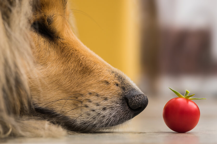 犬はトマトを食べても大丈夫？栄養面のメリットや適量、与える際の注意点