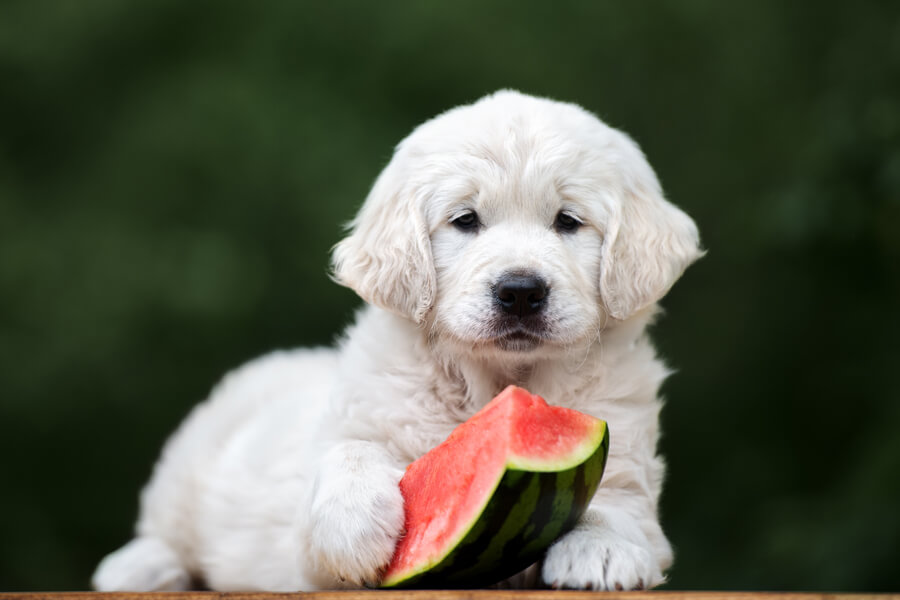 犬はスイカを食べても大丈夫？栄養面のメリットや適量、与える際の注意点